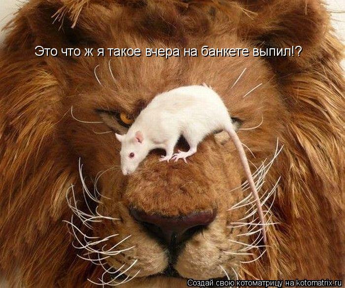 Это что ж я такое вчера на банкете выпил!?... Котоматрица: Это что ж я такое вчера на банкете выпил!?