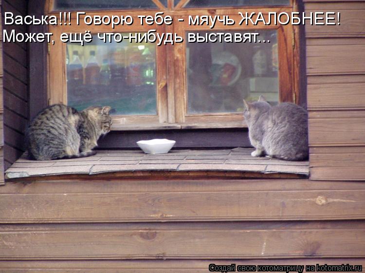 Васька!!! Говорю тебе - мяучь ЖАЛОБНЕЕ! Может, ещё что-нибудь выставят...... Котоматрица: Васька!!! Говорю тебе - мяучь ЖАЛОБНЕЕ! Может, ещё что-нибудь выставят...