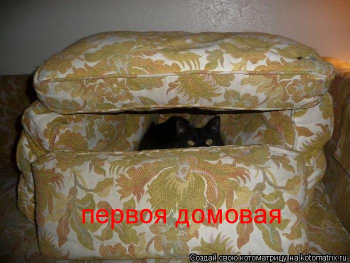 первоя домовая... Котоматрица: первоя домовая