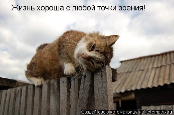Жизнь хороша с любой точки зрения!... Котоматрица: Жизнь хороша с любой точки зрения!