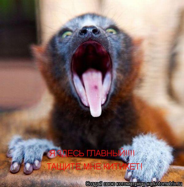 Я ЗДЕСЬ ГЛАВНЫЙ!!!! ТАЩИТЕ МНЕ КИТИКЕТ!... Котоматрица: Я ЗДЕСЬ ГЛАВНЫЙ!!!! ТАЩИТЕ МНЕ КИТИКЕТ!