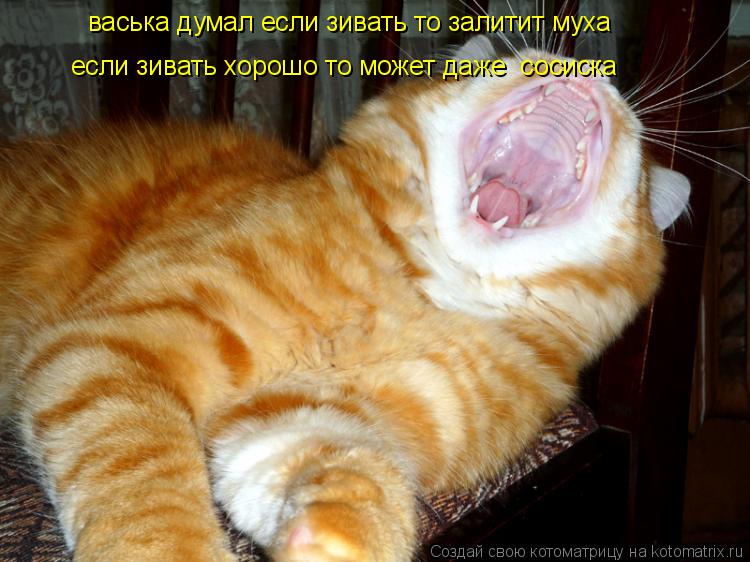 васька думал если зивать то залитит муха если зивать хорошо то может даже сосиска... Котоматрица: васька думал если зивать то залитит муха если зивать хорошо то может даже сосиска
