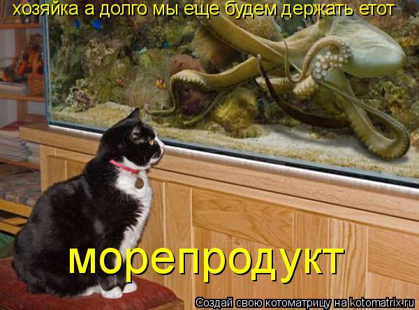 хозяйка а долго мы еще будем держать етот морепродукт... Котоматрица: хозяйка а долго мы еще будем держать етот морепродукт