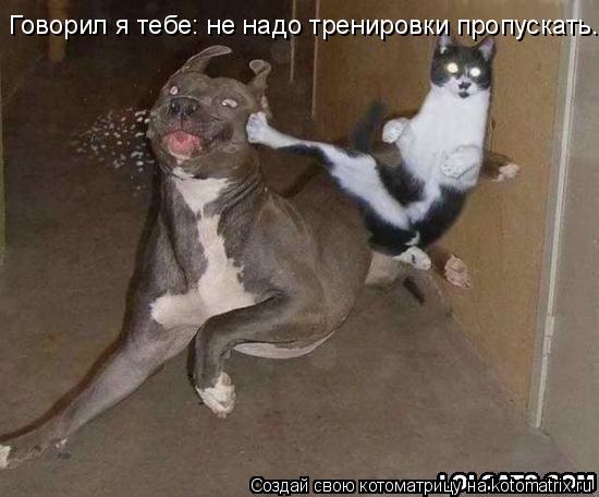 Говорил я тебе: не надо тренировки пропускать...... Котоматрица: Говорил я тебе: не надо тренировки пропускать...