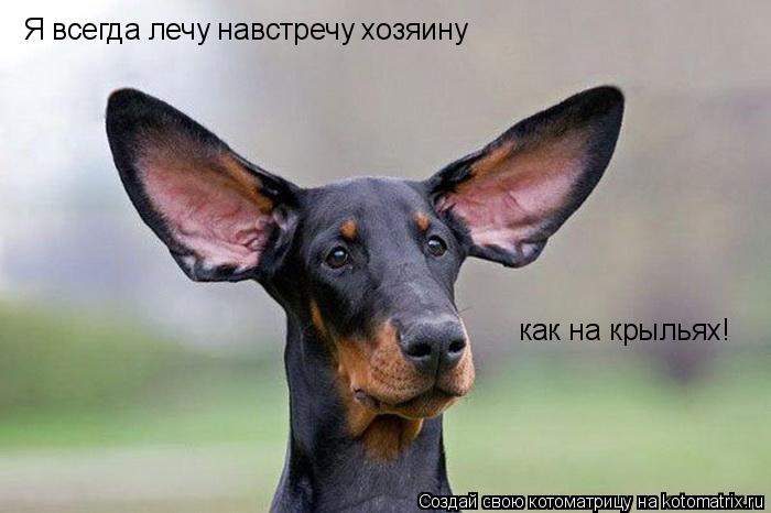 Я всегда лечу навстречу хозяину как на крыльях!... Котоматрица: Я всегда лечу навстречу хозяину как на крыльях!