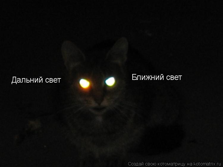 Дальний свет Ближний свет... Котоматрица: Дальний свет Ближний свет