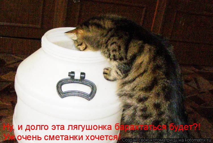 Ну, и долго эта лягушонка барахтаться будет?! Уж очень сметанки хочется!... Котоматрица: Ну, и долго эта лягушонка барахтаться будет?! Уж очень сметанки хочется!