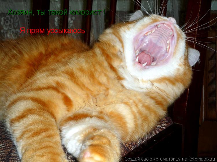 Хозяин, ты такой юморист ! Я прям уссыкаюсь... Котоматрица: Хозяин, ты такой юморист ! Я прям уссыкаюсь