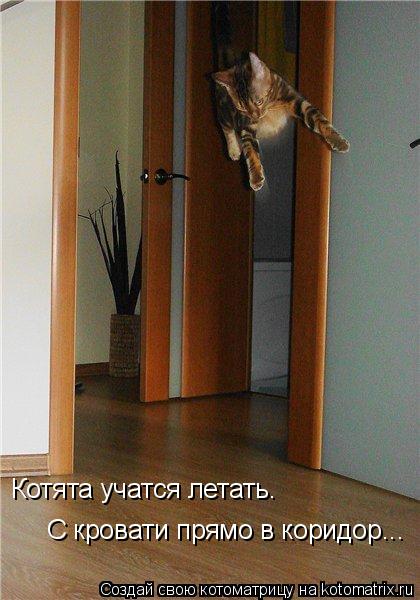 Котята учатся летать. Котята учатся летать. С кровати прямо в коридор...... Котоматрица: Котята учатся летать. Котята учатся летать. С кровати прямо в коридор...