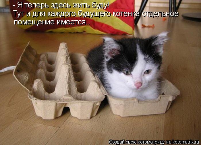 - Я теперь здесь жить буду! Тут и для каждого будущего котенка отдельное помещение имеется..... Котоматрица: - Я теперь здесь жить буду! Тут и для каждого будущего котенка отдельное помещение имеется..