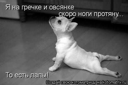 Я на гречке и овсянке скоро ноги протяну... То есть лапы!... Котоматрица: Я на гречке и овсянке скоро ноги протяну... То есть лапы!