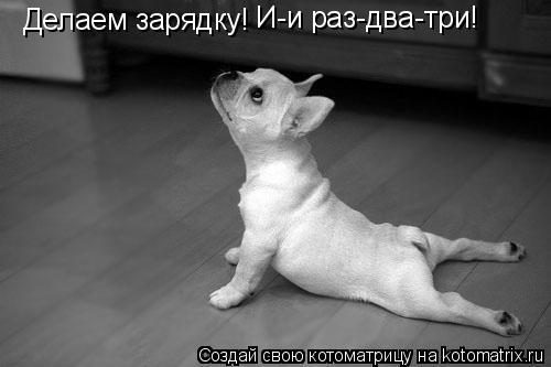 Делаем зарядку! И-и раз-два-три!... Котоматрица: Делаем зарядку! И-и раз-два-три!
