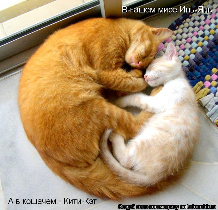 В нашем мире Инь-Янь А в кошачем - Кити-Кэт... Котоматрица: В нашем мире Инь-Янь А в кошачем - Кити-Кэт