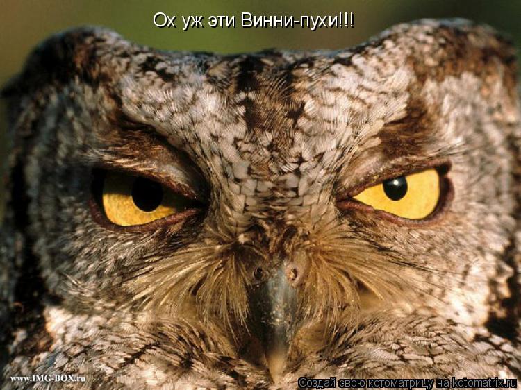 Ох уж эти Винни-пухи!!!... Котоматрица: Ох уж эти Винни-пухи!!!