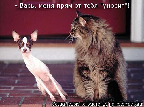 - Вась, меня прям от тебя "уносит"!... Котоматрица: - Вась, меня прям от тебя "уносит"!