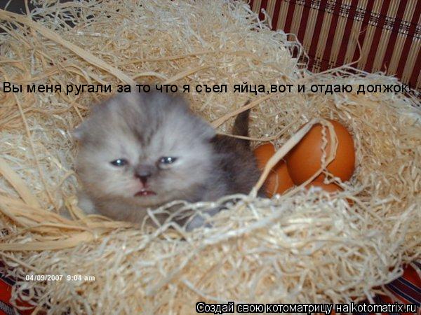 Вы меня ругали за то что я съел яйца,вот и отдаю должок!... Котоматрица: Вы меня ругали за то что я съел яйца,вот и отдаю должок!