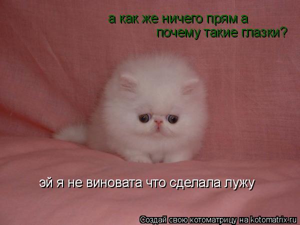 эй я не виновата что сделала лужу а как же ничего прям а почему такие глазки?... Котоматрица: эй я не виновата что сделала лужу а как же ничего прям а почему такие глазки?