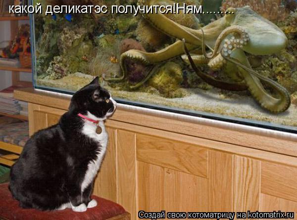 какой деликатэс получится!Ням............ Котоматрица: какой деликатэс получится!Ням.........