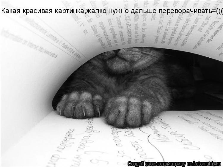 Какая красивая картинка,жалко нужно дальше переворачивать=(((... Котоматрица: Какая красивая картинка,жалко нужно дальше переворачивать=(((