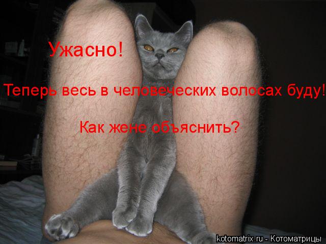 Ужасно! Теперь весь в человеческих волосах буду! Как жене объяснить?... Котоматрица: Ужасно! Теперь весь в человеческих волосах буду! Как жене объяснить?