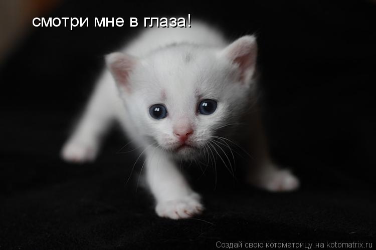 смотри мне в глаза!... Котоматрица: смотри мне в глаза!