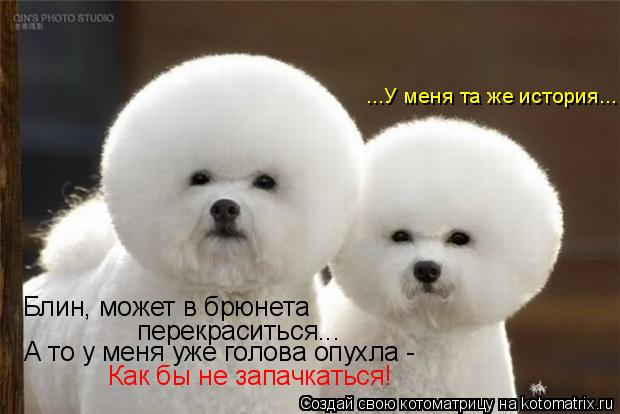 перекраситься... А то у меня уже голова опухла - Блин, может в брюнета Как бы не запачкаться! ...У ме... Котоматрица: перекраситься... А то у меня уже голова опухла - Блин, может в брюнета Как бы не запачкаться! ...У меня та же история...