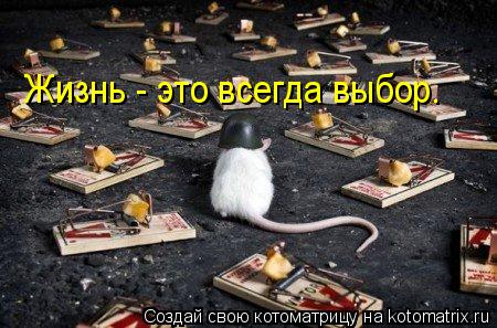Жизнь - это всегда выбор.... Котоматрица: Жизнь - это всегда выбор.
