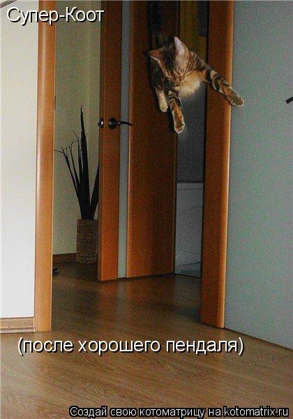 Супер-Коот (после хорошего пендаля)... Котоматрица: Супер-Коот (после хорошего пендаля)