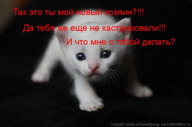 Так это ты мой новый хозяин?!!! Да тебя же еще не кастрировали!!! И что мне с тобой делать?... Котоматрица: Так это ты мой новый хозяин?!!! Да тебя же еще не кастрировали!!! И что мне с тобой делать?