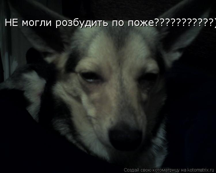 НЕ могли розбудить по поже???????????)... Котоматрица: НЕ могли розбудить по поже???????????)