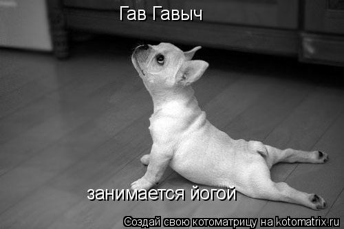 Гав Гавыч занимается йогой... Котоматрица: Гав Гавыч занимается йогой