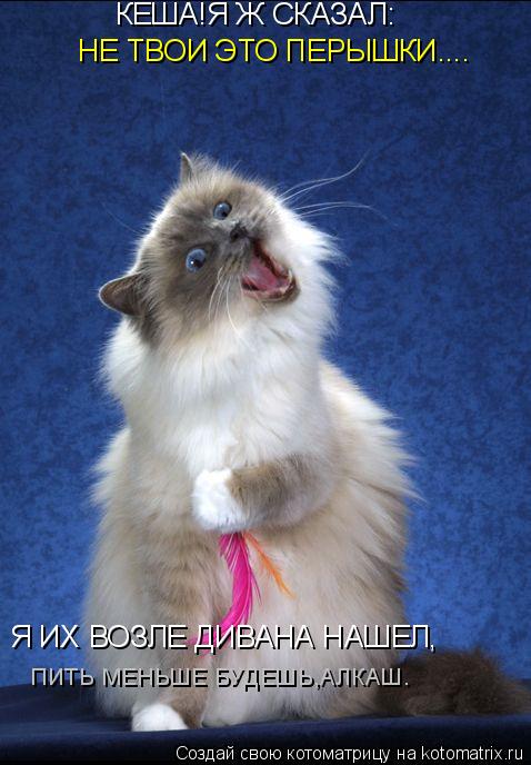 НЕ ТВОИ ЭТО ПЕРЫШКИ.... КЕША!Я Ж СКАЗАЛ: Я ИХ ВОЗЛЕ ДИВАНА НАШЕЛ, ПИТЬ МЕНЬШЕ БУДЕШЬ,АЛКАШ.... Котоматрица: НЕ ТВОИ ЭТО ПЕРЫШКИ.... КЕША!Я Ж СКАЗАЛ: Я ИХ ВОЗЛЕ ДИВАНА НАШЕЛ, ПИТЬ МЕНЬШЕ БУДЕШЬ,АЛКАШ.