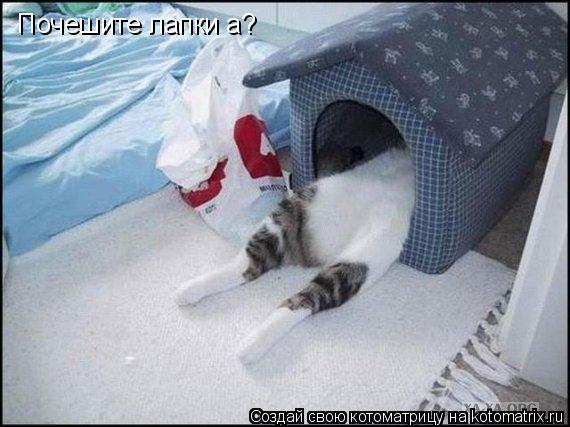 Почешите лапки а?... Котоматрица: Почешите лапки а?