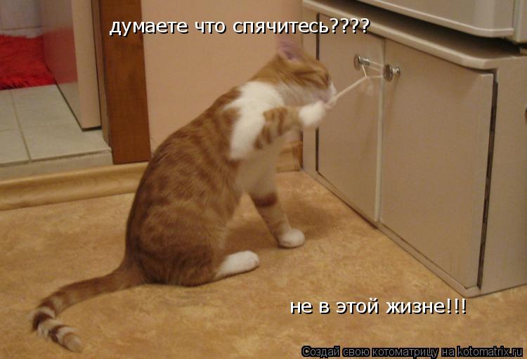 думаете что спячитесь???? не в этой жизне!!!... Котоматрица: думаете что спячитесь???? не в этой жизне!!!