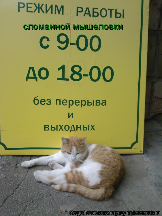 сломанной мышеловки... Котоматрица: сломанной мышеловки