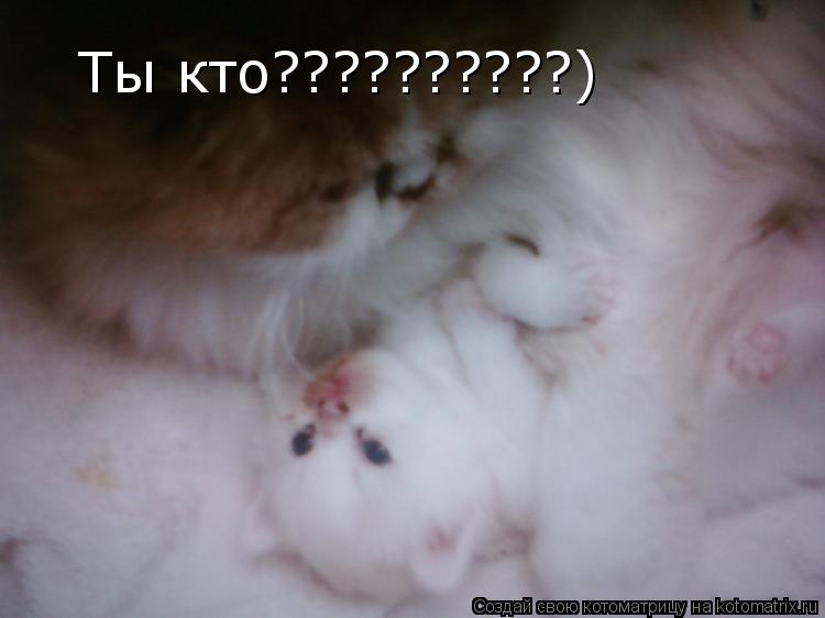 Ты кто??????????)... Котоматрица: Ты кто??????????)