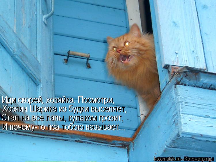 Котоматрица: Хозяин Шарика из будки выселяет, Иди скорей, хозяйка. Посмотри, Стал на все лапы, кулаком грозит, И почему-то пса тобою называет...