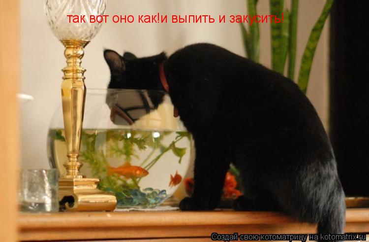 так вот оно как!и выпить и закусить!... Котоматрица: так вот оно как!и выпить и закусить!