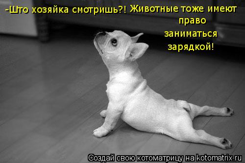 -Што хозяйка смотришь?! Животные тоже имеют право заниматься зарядкой!... Котоматрица: -Што хозяйка смотришь?! Животные тоже имеют право заниматься зарядкой!