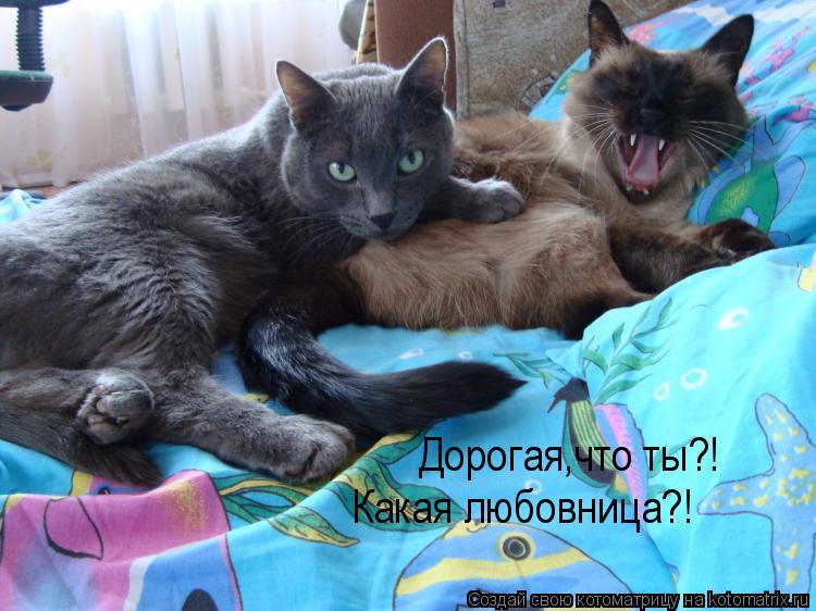 Дорогая,что ты?! Какая любовница?!... Котоматрица: Дорогая,что ты?! Какая любовница?!