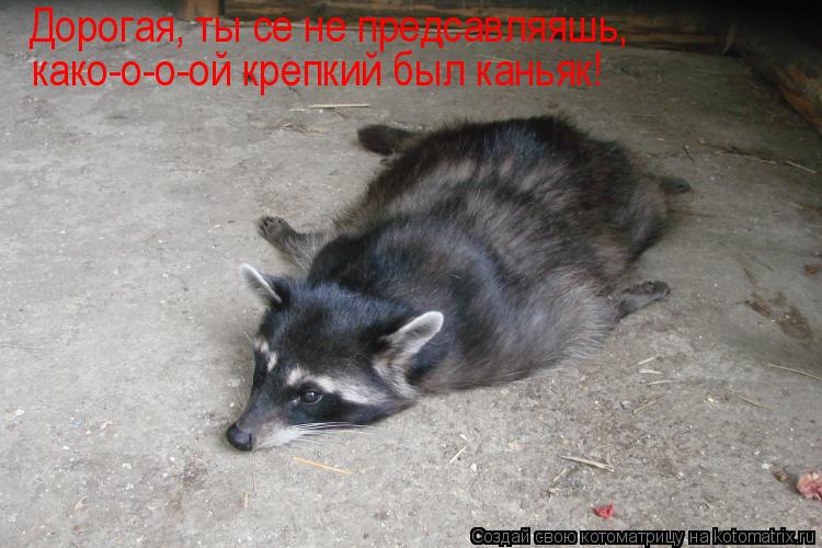 Дорогая, ты се не предсавляяшь, како-о-о-ой крепкий был каньяк!... Котоматрица: Дорогая, ты се не предсавляяшь, како-о-о-ой крепкий был каньяк!