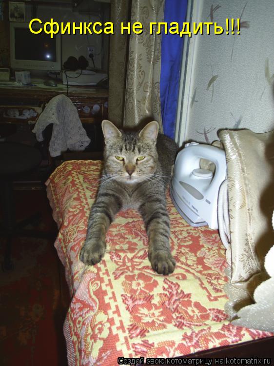 Сфинкса не гладить!!!... Котоматрица: Сфинкса не гладить!!!