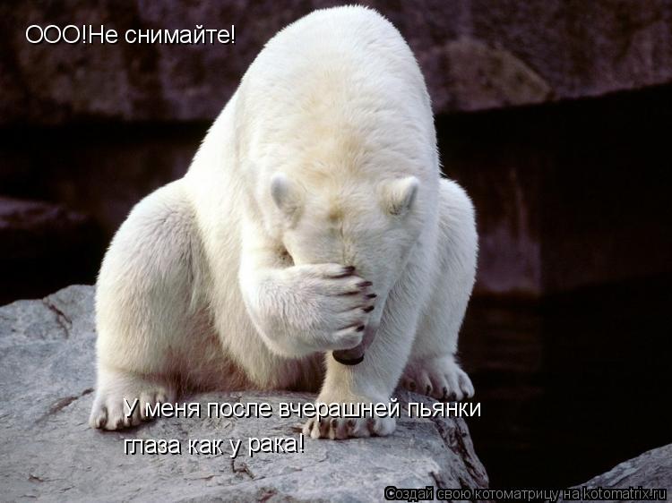 ООО!Не снимайте! У меня после вчерашней пьянки глаза как у рака!... Котоматрица: ООО!Не снимайте! У меня после вчерашней пьянки глаза как у рака!