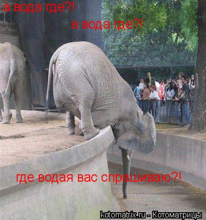 а вода где?! а вода где?! где водая вас спрашиваю?!... Котоматрица: а вода где?! а вода где?! где водая вас спрашиваю?!