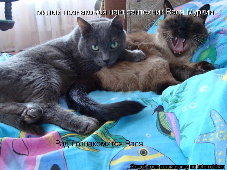 милый познакомся наш сантехник Вася Муркин Рад познакомится Вася... Котоматрица: милый познакомся наш сантехник Вася Муркин Рад познакомится Вася