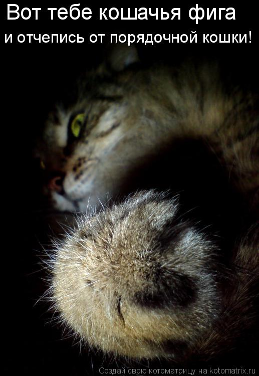 Вот тебе кошачья фига и отчепись от порядочной кошки!... Котоматрица: Вот тебе кошачья фига и отчепись от порядочной кошки!