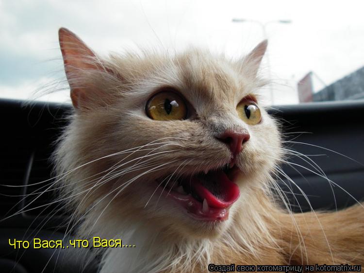 Что Вася..что Вася....... Котоматрица: Что Вася..что Вася....