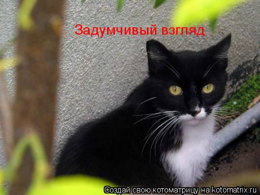 Задумчивый взгляд... Котоматрица: Задумчивый взгляд