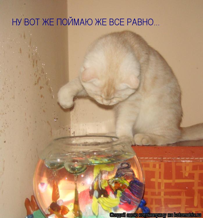 НУ ВОТ ЖЕ ПОЙМАЮ ЖЕ ВСЕ РАВНО...... Котоматрица: НУ ВОТ ЖЕ ПОЙМАЮ ЖЕ ВСЕ РАВНО...