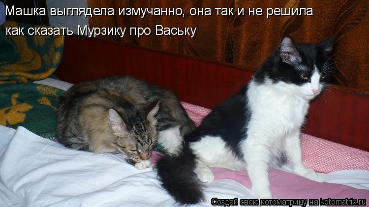 Машка выглядела измучанно, она так и не решила как сказать Мурзику про Ваську... Котоматрица: Машка выглядела измучанно, она так и не решила как сказать Мурзику про Ваську